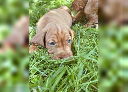 Wunderschöne Magyar Vizsla Cocker Spaniel mix Welpen