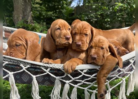 Vizsla Spaniel Welpe alt (Viszla)