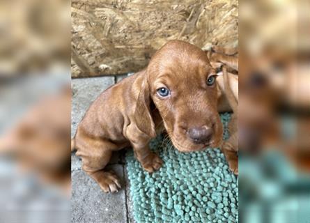 Vizsla Spaniel Welpe alt (Viszla)