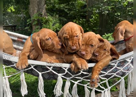 Vizsla Spaniel Welpe alt (Viszla)