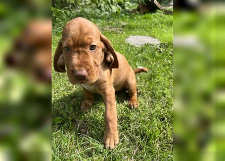 Vizsla Spaniel Welpe alt (Viszla)