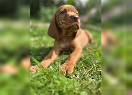 Vizsla Spaniel Welpe alt (Viszla)