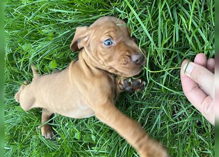 Vizsla Spaniel Welpe alt (Viszla)