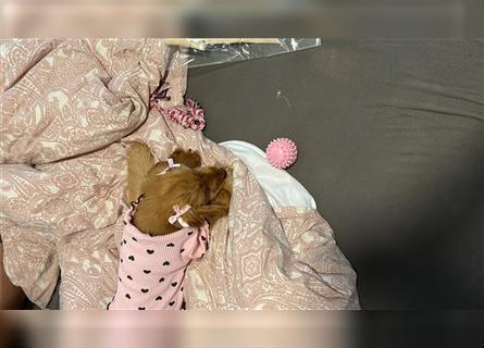 Welpen zu verkaufen: Cocker Spaniel, 4 Monate alt