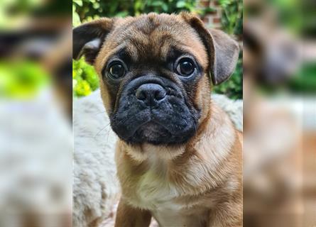 Allerliebstes FROPS Mädchen (Französische Bulldogge und Mops)