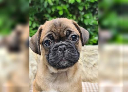 Allerliebste FROPS Kinder (Französische Bulldogge und Mops)