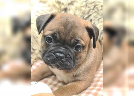 Allerliebste FROPS Kinder (Französische Bulldogge und Mops)