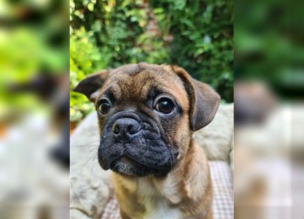 Allerliebste FROPS Kinder (Französische Bulldogge und Mops)