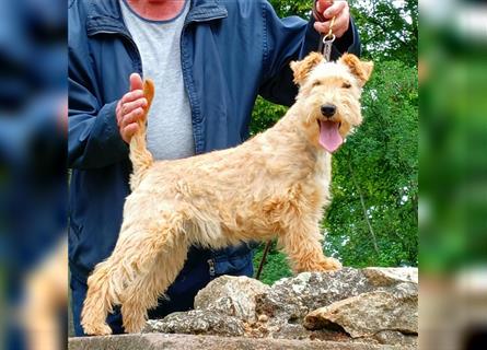 Lakeland Terrier Welpen abzugeben!