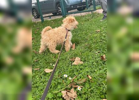 Lakeland Terrier Welpen abzugeben!