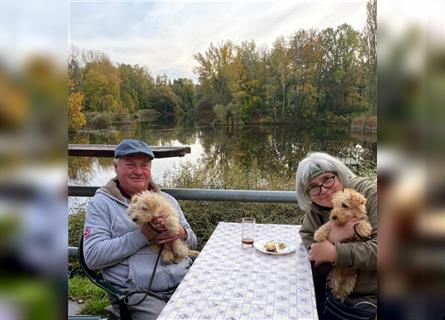 Lakeland Terrier Welpen abzugeben!