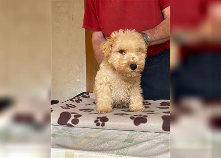 Lakeland Terrier Welpen abzugeben!