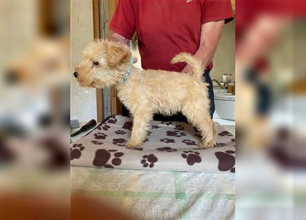 Lakeland Terrier Welpen abzugeben!