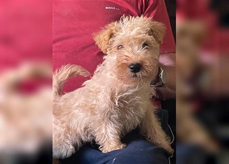 Lakeland Terrier Welpen abzugeben!