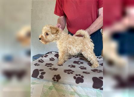 Lakeland Terrier Welpen abzugeben!