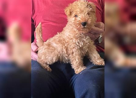 Lakeland Terrier Welpen abzugeben!