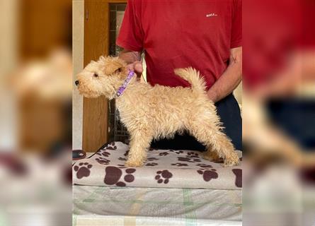 Lakeland Terrier Welpen abzugeben!