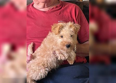 Lakeland Terrier Welpen abzugeben!