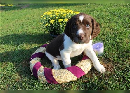 Kleine Münsterländer Welpen