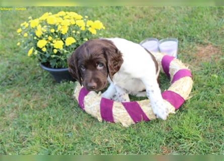 Kleine Münsterländer Welpen