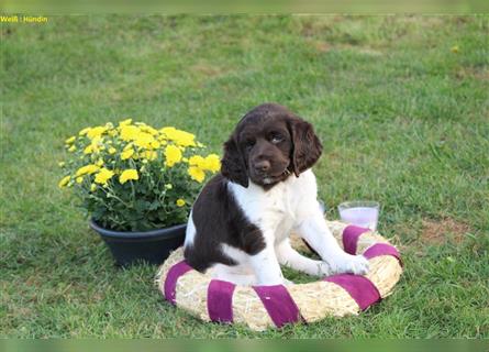 Kleine Münsterländer Welpen