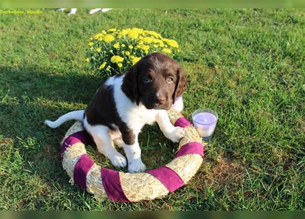 Kleine Münsterländer Welpen