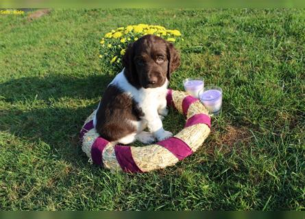 Kleine Münsterländer Welpen