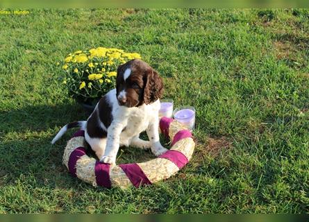 Kleine Münsterländer Welpen