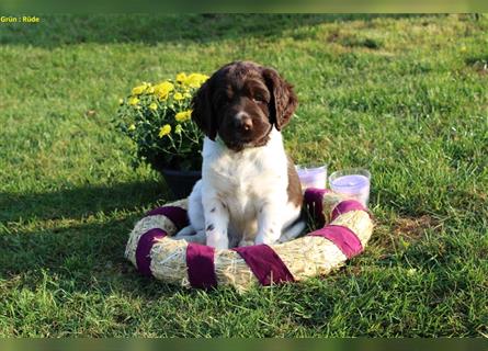 Kleine Münsterländer Welpen