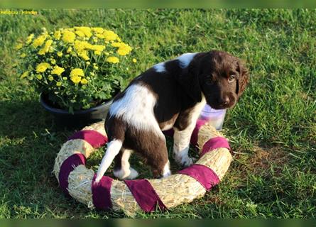 Kleine Münsterländer Welpen