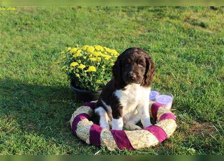 Kleine Münsterländer Welpen