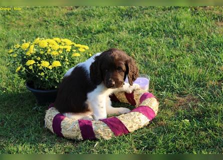 Kleine Münsterländer Welpen