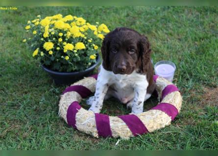 Kleine Münsterländer Welpen