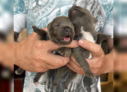 Englischer Staffordshire Bullterrier Welpe