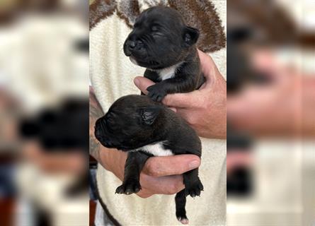 Englische Staffordshire Bullterrier Welpe