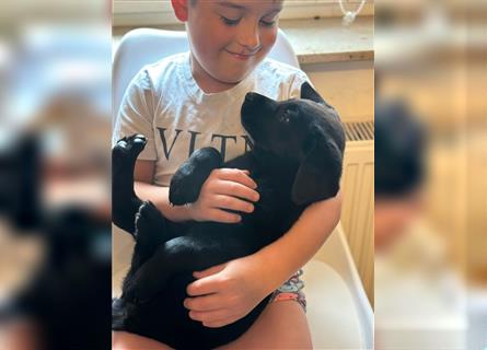 Labrador Welpen geimpft gechipt entwurmt suchen neues Zuhause