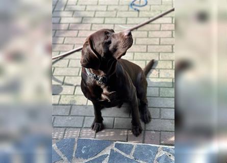 Labrador Welpen geimpft gechipt entwurmt suchen neues Zuhause