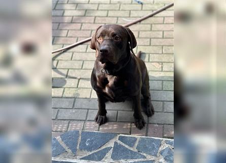 Labrador Welpen geimpft gechipt entwurmt suchen neues Zuhause