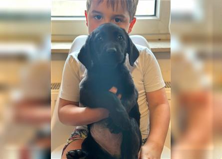 Labrador Welpen geimpft gechipt entwurmt suchen neues Zuhause