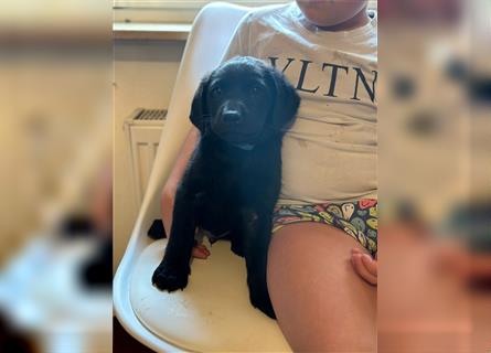 Labrador Welpen geimpft gechipt entwurmt suchen neues Zuhause