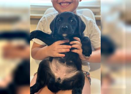 Labrador Welpen geimpft gechipt entwurmt suchen neues Zuhause