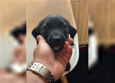 Labrador Welpen geimpft gechipt entwurmt suchen neues Zuhause