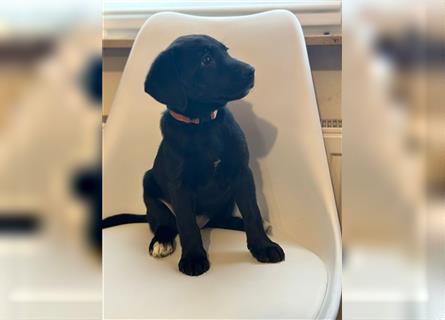 Labrador Welpen geimpft gechipt entwurmt suchen neues Zuhause