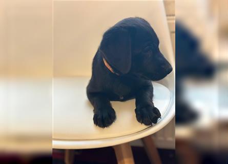 Labrador Welpen geimpft gechipt entwurmt suchen neues Zuhause