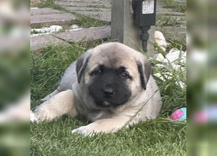 Reinrassige Kangal Welpen