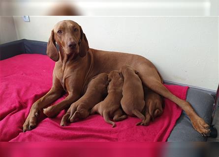 Magyar Vizsla Welpen reinrassig,alle Welpen sind reserviert