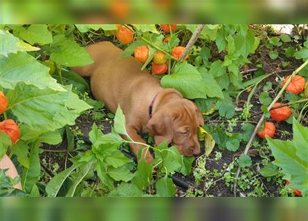 Magyar Vizsla Welpen reinrassig,alle Welpen sind reserviert