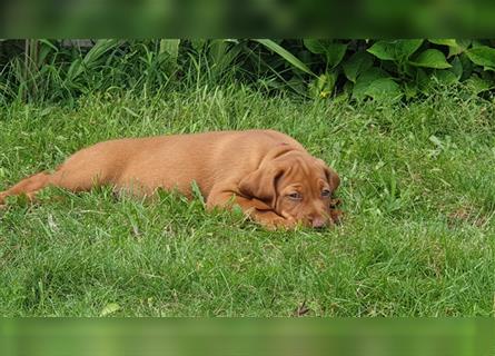 Magyar Vizsla Welpen reinrassig,alle Welpen sind reserviert