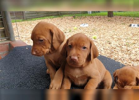 Magyar Vizsla Welpen reinrassig,alle Welpen sind reserviert