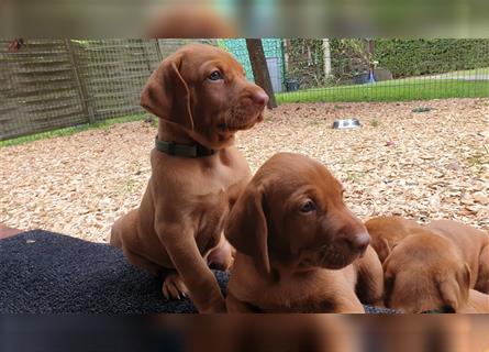 Magyar Vizsla Welpen reinrassig,alle Welpen sind reserviert